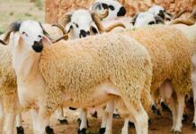 Crise de l’élevage marocain : La chute du cheptel, l’envolée des prix de la viande et la menace sur le sacrifice de l’Aïd