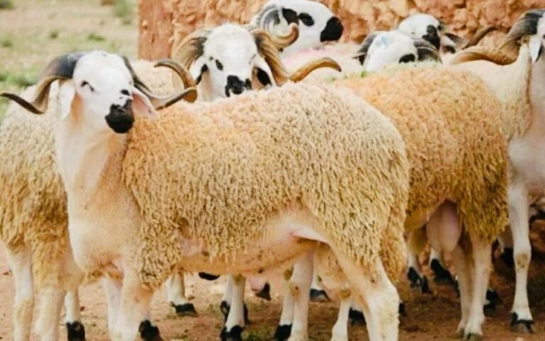 Crise de l’élevage marocain : La chute du cheptel, l’envolée des prix de la viande et la menace sur le sacrifice de l’Aïd