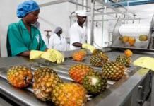 Deuxième phase du projet de transformation agroalimentaire au Togo : Un pas décisif pour l’emploi et l’autonomie alimentaire