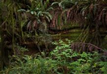 Financement des forêts du Bassin du Congo : L’espoir est-il permis en février 2025 ?