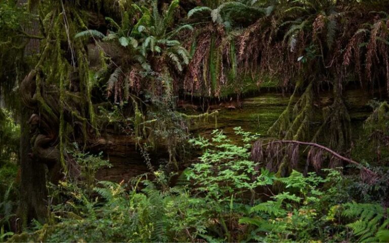 Financement des forêts du Bassin du Congo : L’espoir est-il permis en février 2025 ?