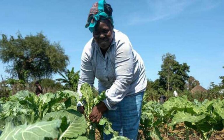 FoPAT 2025 au Togo : Une étape clé pour moderniser l’agriculture et renforcer la résilience des producteurs