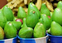 Kenya : Une croissance record des exportations d’avocats en 2025, avec 7 ans de hausse continue