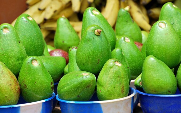 Kenya : Une croissance record des exportations d’avocats en 2025, avec 7 ans de hausse continue