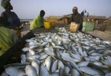 L’Afrique a plus que quintuplé sa production aquacole entre 2000 et 2022 : un potentiel à exploiter pour répondre à la demande future de poissons