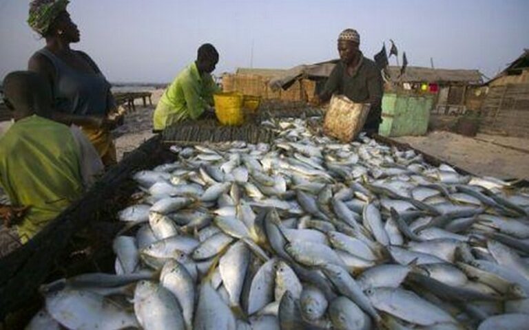 L’Afrique a plus que quintuplé sa production aquacole entre 2000 et 2022 : un potentiel à exploiter pour répondre à la demande future de poissons