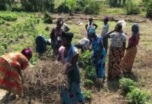 La ruée sur les terres agricoles en Afrique : un enjeu majeur pour l’avenir du continent