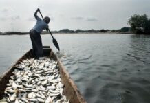 Le Kenya investit 19 millions $ dans un centre d’excellence halieutique pour renforcer la pêche sur le lac Victoria