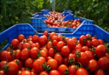 Tomates marocaines : L’UE dément les accusations de fraude fiscale, en réponse aux accusations espagnoles
