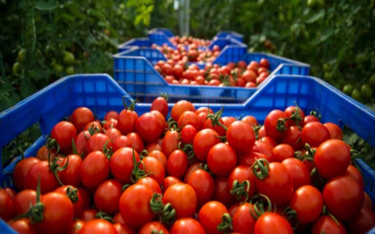 Tomates marocaines : L’UE dément les accusations de fraude fiscale, en réponse aux accusations espagnoles