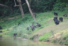 Le renforce la conservation des écosystèmes au Congo avec un soutien technique et matériel