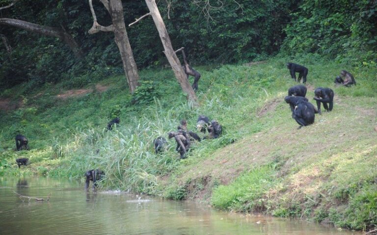 Le renforce la conservation des écosystèmes au Congo avec un soutien technique et matériel