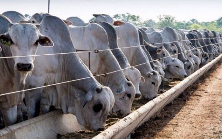 Le Sénégal se lance dans un programme d’amélioration génétique pour renforcer la productivité de l’élevage