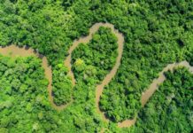 Les puits de carbone du bassin du Congo menacés : Impact de la déforestation sur les tourbières et les efforts de protection en RDC