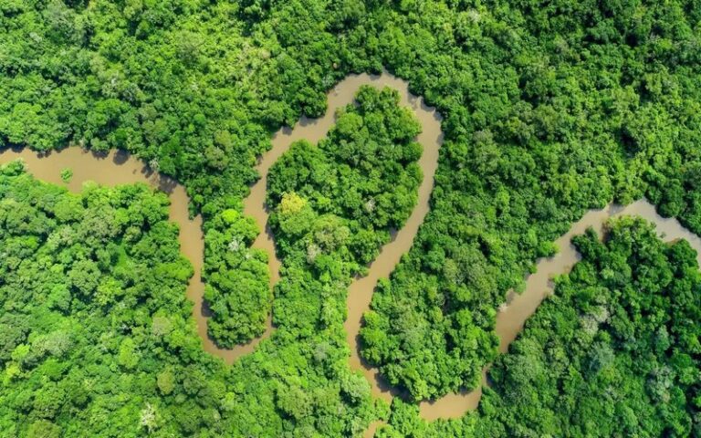 Les puits de carbone du bassin du Congo menacés : Impact de la déforestation sur les tourbières et les efforts de protection en RDC
