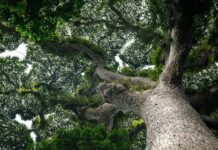 Lutte contre la déforestation : RDC – Projet pilote REDD autour de la Réserve de biosphère de Luki dans la forêt du Mayombe