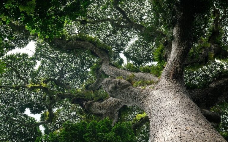 Lutte contre la déforestation : RDC – Projet pilote REDD autour de la Réserve de biosphère de Luki dans la forêt du Mayombe