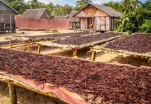 Madagascar : L’OMC appelle à renforcer la transformation locale de la vanille pour augmenter la valeur ajoutée de la filière