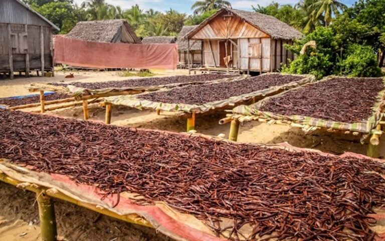 Madagascar : L’OMC appelle à renforcer la transformation locale de la vanille pour augmenter la valeur ajoutée de la filière