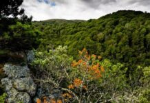 Pyrénées-Orientales : Quel avenir pour les forêts de montagne, selon la liste rouge des écosystèmes de l’UICN ?