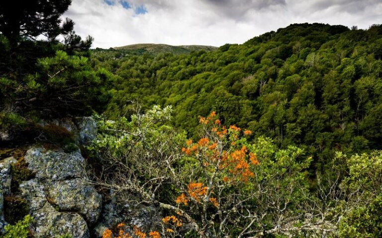 Pyrénées-Orientales : Quel avenir pour les forêts de montagne, selon la liste rouge des écosystèmes de l’UICN ?