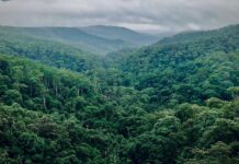 Réduction des forêts vierge : Un alerte sur la disparition des écosystèmes tropicaux cruciaux pour le climat