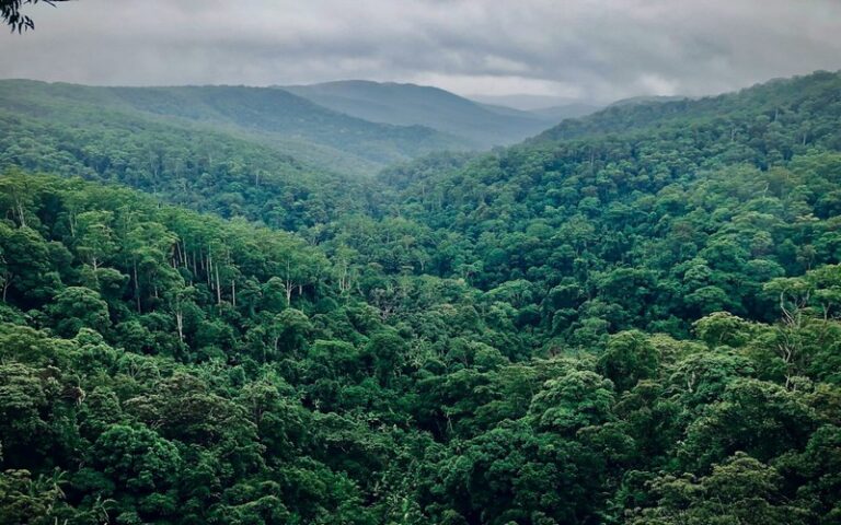 Réduction des forêts vierge : Un alerte sur la disparition des écosystèmes tropicaux cruciaux pour le climat