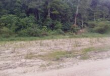 République du Congo – Restauration de la biosphère de Dimonika : L’engagement de City Sarl pour la reforestation et la biodiversité