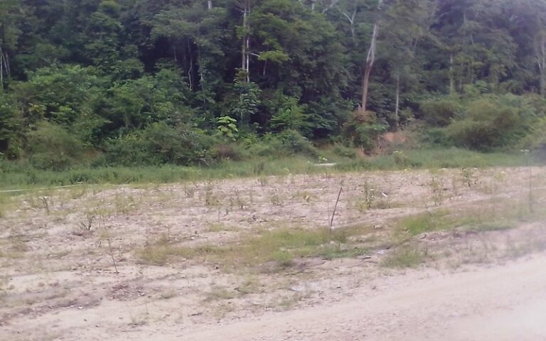 République du Congo – Restauration de la biosphère de Dimonika : L&rsquo;engagement de City Sarl pour la reforestation et la biodiversité