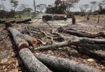 Sénégal : Appel au respect des règlementations pour une exploitation forestière durable à Tambacounda, les exploitants mis en garde