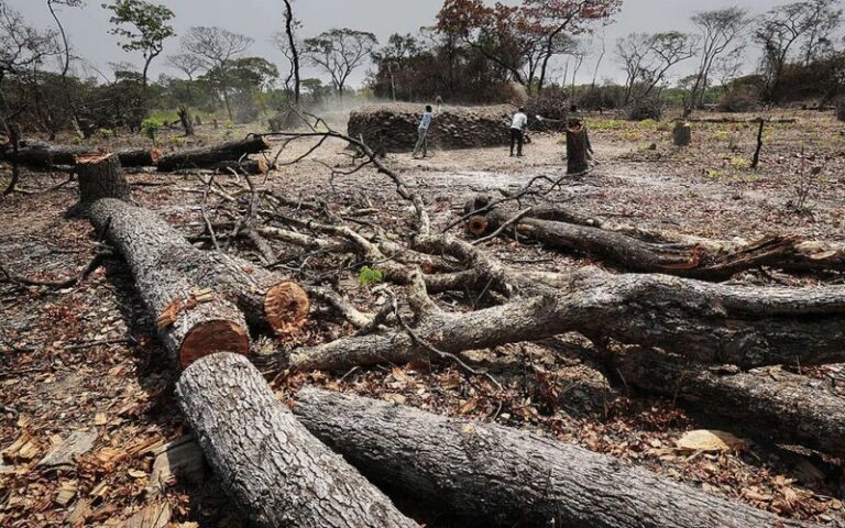 Sénégal : Appel au respect des règlementations pour une exploitation forestière durable à Tambacounda, les exploitants mis en garde  