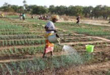 Sénégal : Un bilan satisfaisant du projet de 12 périmètres maraîchers à Ndiamalathiel