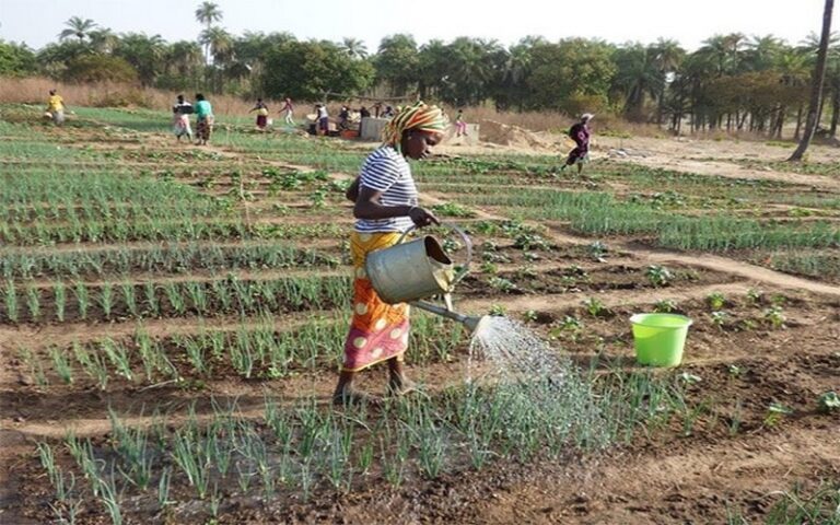 Sénégal : Un bilan satisfaisant du projet de 12 périmètres maraîchers à Ndiamalathiel