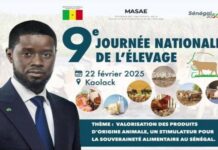 Vol de bétail au Sénégal : Un frein au développement de l’élevage familial et des solutions urgentes proposées à Diourbel