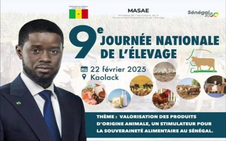 Vol de bétail au Sénégal : Un frein au développement de l’élevage familial et des solutions urgentes proposées à Diourbel