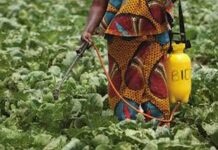 Évaluation finale du projet « GCP/BEN/056/GFF » au Bénin : Bilan des réalisations et recommandations pour une gestion durable des pesticides