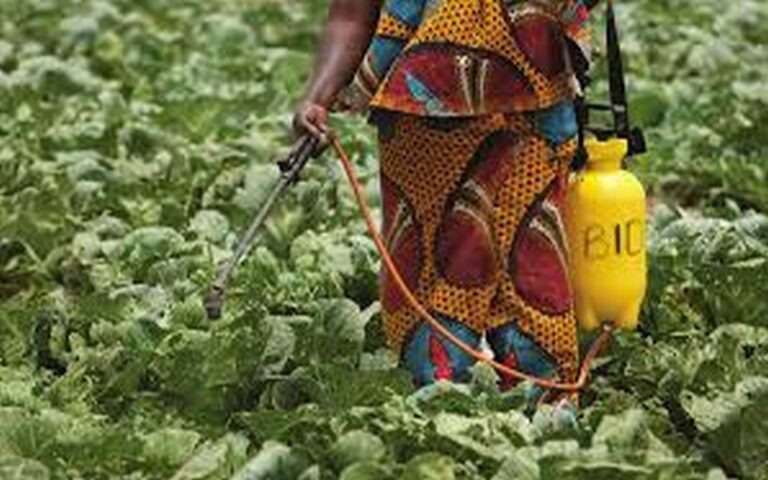 Évaluation finale du projet « GCP/BEN/056/GFF » au Bénin : Bilan des réalisations et recommandations pour une gestion durable des pesticides