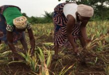 Comment promouvoir l’agriculture urbaine pour nourrir les villes africaines face à une urbanisation galopante ?