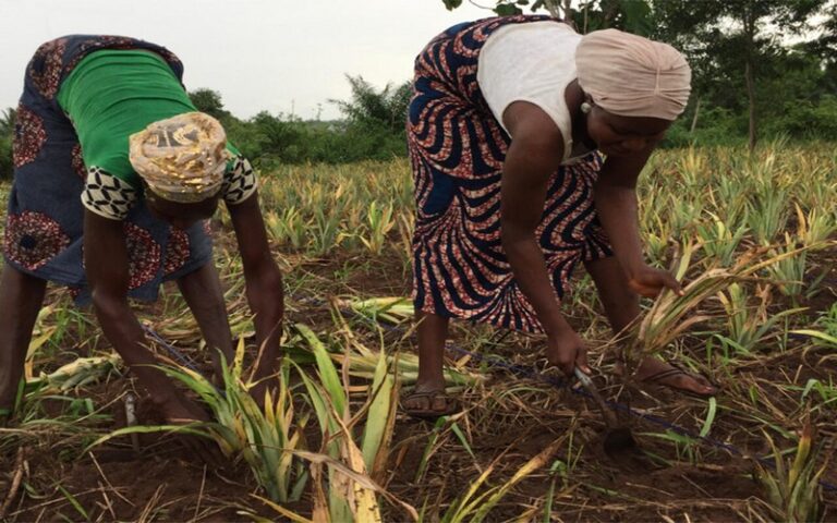 Comment promouvoir l’agriculture urbaine pour nourrir les villes africaines face à une urbanisation galopante ?