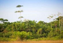 Côte d’Ivoire : Création d’une zone agroforestière à Sassandra pour combattre la déforestation et promouvoir une agriculture durable