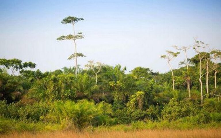 Côte d’Ivoire : Création d’une zone agroforestière à Sassandra pour combattre la déforestation et promouvoir une agriculture durable