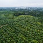 Des espaces de biodiversité au cœur des plantations de palmiers à huile
