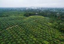 Des espaces de biodiversité au cœur des plantations de palmiers à huile