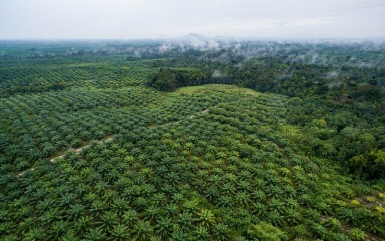 Des espaces de biodiversité au cœur des plantations de palmiers à huile