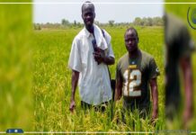 Deux Sénégalais reçoivent l’agrément pour la distribution d’un fertilisant naturel innovant au Sénégal