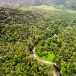 Gouvernance mondiale de la biodiversité : Implications pour la préservation du bassin du Congo en 2025