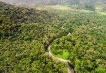 Gouvernance mondiale de la biodiversité : Implications pour la préservation du bassin du Congo en 2025