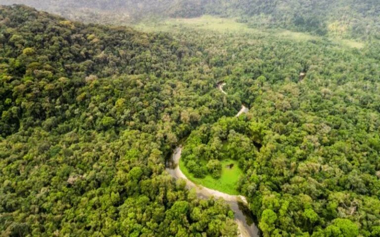 Gouvernance mondiale de la biodiversité : Implications pour la préservation du bassin du Congo en 2025