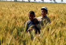 Kenya : Réduction de 17% des importations de blé d’ici à 2027 grâce à la relance de la production locale