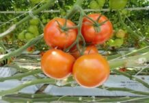 L’Afrique du Nord : La seconde région la plus attractrice pour l’investissement dans les serres en 2025